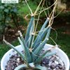 Leuchtenbergia_ principis _01